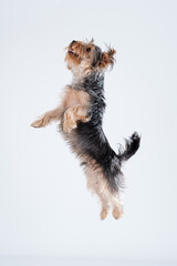 shire terrier on white background with hair