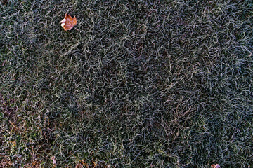 Frost on the grass, fallen leaves. Autumn texture