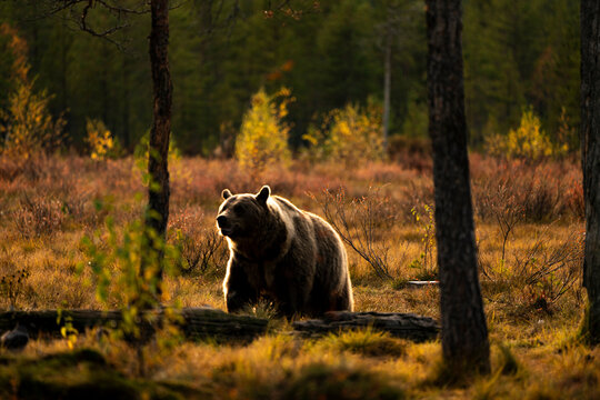 Brown bear at sunset