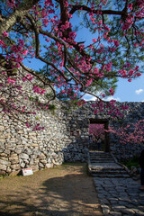 Fototapeta premium cherry blossom in the park