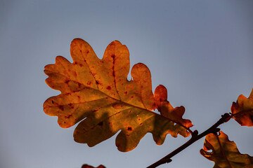 Orange autumn oak leaf on the sky
