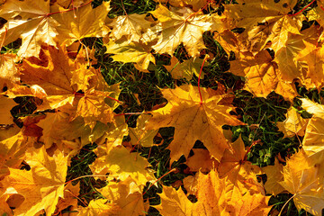 Naklejka na ściany i meble Beautiful texture of yellow maple leaves on the grass