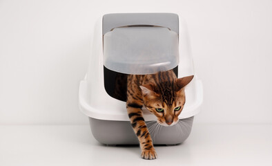 Beautiful purebred brainy bengal cat coming out of litter box on white gray background.Training to...