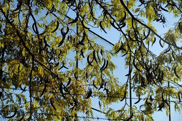 leaves