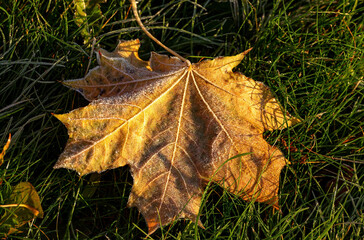 Fallen maple leaves in frost. Low sun illuminating the leaves on the ground.