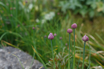 Woodland bluebells