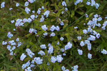 forget me not