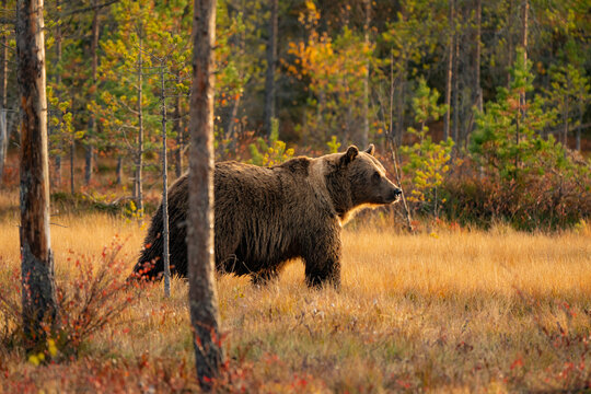 Wild brown bear out of the forst
