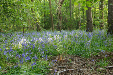 Woodland bluebells