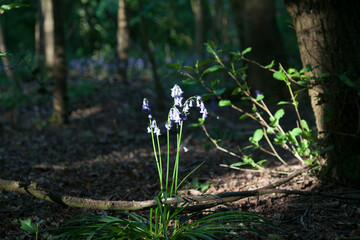 Woodland bluebells