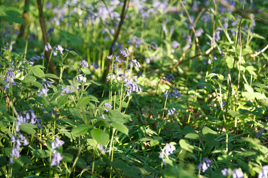 Woodland bluebells