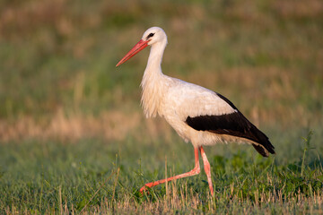 White stork