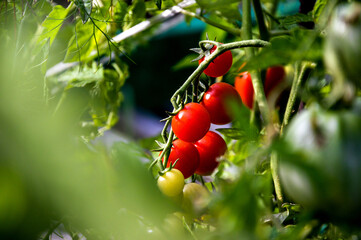 Ripe red cherry tomatoes on a bush