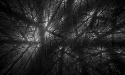 Beautiful scary movie concept, crown of trees, beams of light or shadows in old style digital 3d abstraction. Great as background, texture or pattern for various types of design ideas.