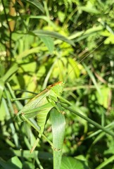 grasshopper on a leaf