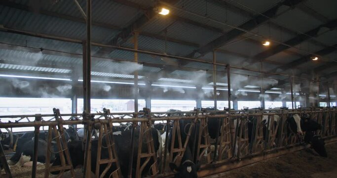 lot of cows eat in the stall in cow house, the barn has industrial humidifiers and a ventilation system