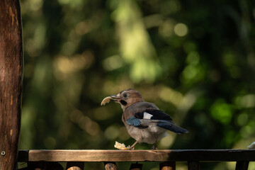 colorful bird eating bread