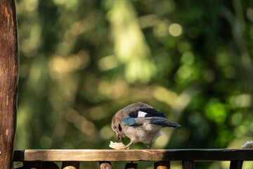 colorful bird eating bread