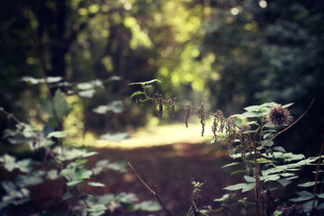 Far clearing into the woods illuminated by the sun, defocused view from a thorny bush on the trail