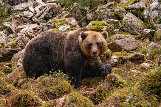 Wild brown bear on rocky grounds
