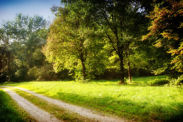 Sunlight on the autumnal landscape, trees with orange leaves and bright green grass