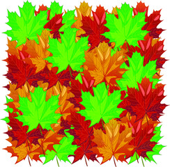 a collection of autumn yellow maple leaves