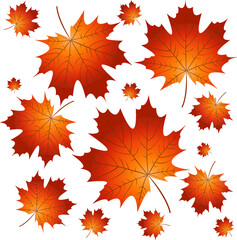 a collection of autumn yellow maple leaves