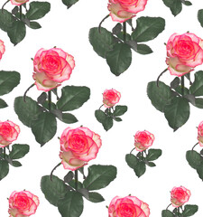 Seamless pattern beautiful pink rose isolate on a white background.