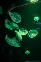 Jellyfish in different colors of light