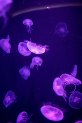 Fototapeta na wymiar Jellyfish in different colors of light