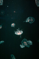 Naklejka na ściany i meble Jellyfish in different colors of light
