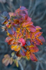 Rosehip fruit in late autumn, framed by defiantly bright, parrot-colored leaves. species rosa rugosa. Close-up, macro photography of plants and wildlife.