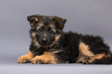 puppy lying fluffy german shepherd