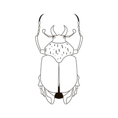 Beetle vector icon. Outline illustration
