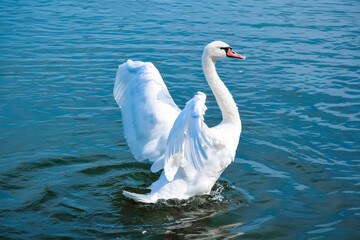 swan on the water
