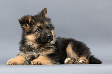 fluffy german shepherd puppy muzzle on gray background