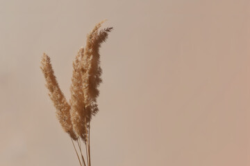 Pampas grass on a beige background. Minimalistic eco friendly concept with copy space. Top view. Flat lay. Dried flower in the sunlight