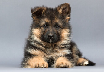 puppy muzzle on gray background