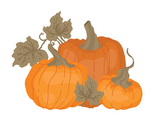 Pumpkin, pumpkin leaves. For cookbook, recipes, menu. Autumn decorative design, Halloween, Thanksgiving day. Isolated vector colorful element on a white background. 