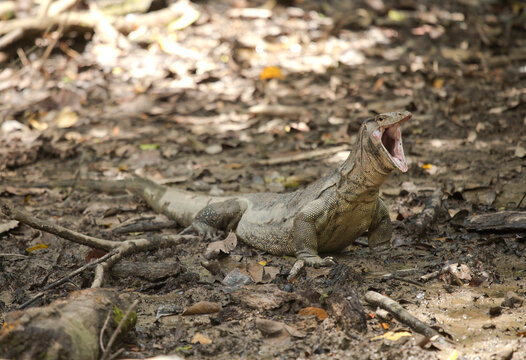 Borneo, Sabah, Monitor Lizard, Varanus salvator, yawning