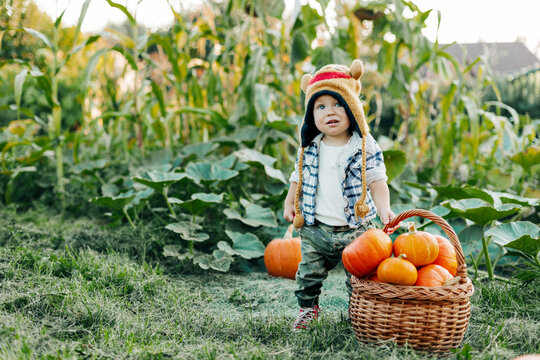 A little boy outdoors in a funny hat with ears stands next to a large basket of pumpkins. Autumn, harvest. Holiday, Halloween