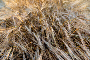 close up of dry grass