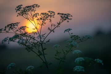 sunset in the forest