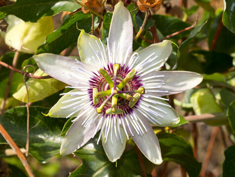 France, Corsica, Close-up of passion flower (Passiflora edulis)