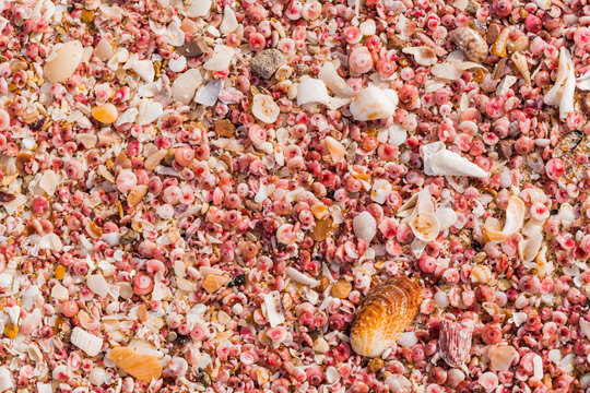 Sultanate Of Oman, Ras al Hadd , Ras al Hadd beach, pink seashells