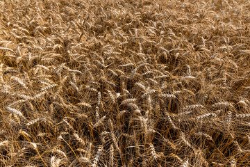 golden wheat field