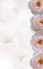 pink roses flower are stacked from top to bottom on blur pink roses background, nature, valentine, love, banner, copy space