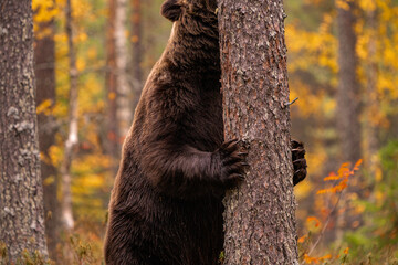 Wild brown bear standing against a tree