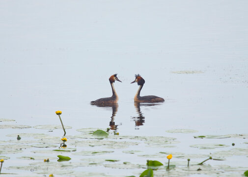 Germany, Bavaria, Two great crested grebes (Podiceps cristatus) swimming in Chiemsee lake
