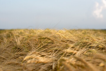 golden wheat field